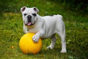 dressage chien
