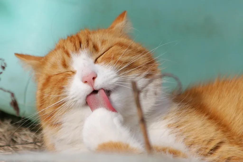 Felinox soins chat pour chats à peau sensible en douceur