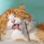 Felinox soins chat pour chats à peau sensible en douceur